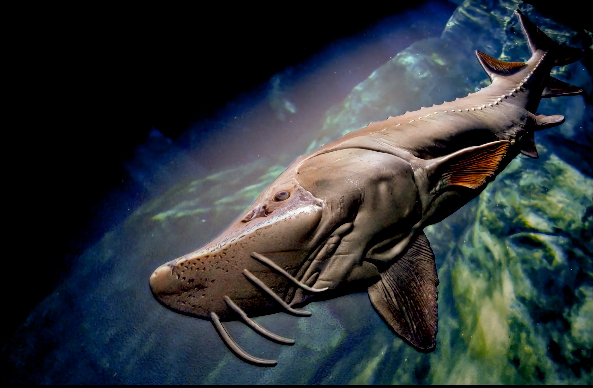 A raised tactile reproduction of a lake sturgeon, standing out in relief from a printed underwater scene of dark blue water and green lit rock. The fish is angled with its head toward the lower left and its tail toward the upper right. Its long snout is flattened and speckled with small dark pores, and four slender barbels trail beneath it. A small round eye sits above the jaw, and the mouth opens downward. A line of pointed bony plates runs along the ridge of the back, with a second row along the flank. One wide pectoral fin spreads from the side, lit orange along its underside. A tall dorsal fin rises near the rear of the body, and the tail forks, the upper lobe running longer than the lower.
